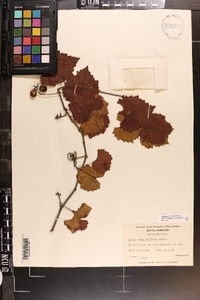 Vitis rotundifolia image