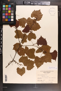 Vitis rotundifolia image