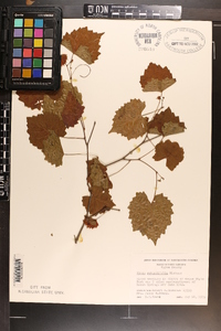 Vitis rotundifolia image