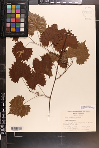 Vitis rotundifolia image