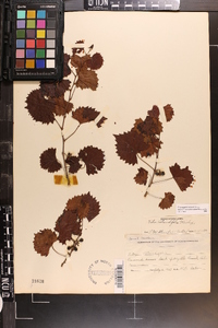 Vitis rotundifolia image