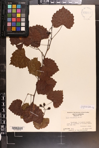 Vitis rotundifolia image