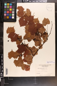 Vitis rotundifolia image