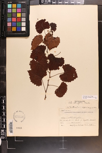 Vitis rotundifolia image