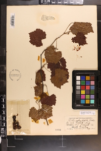 Vitis rotundifolia image