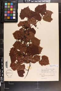 Vitis rotundifolia image