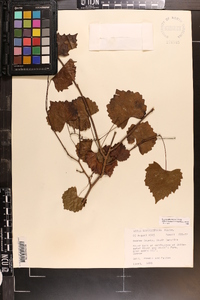 Vitis rotundifolia image