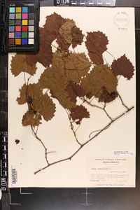 Vitis rotundifolia image