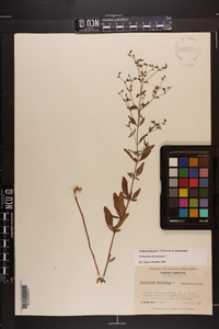 Trichostema dichotomum image