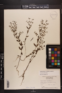 Trichostema dichotomum image