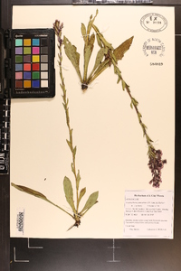 Trilisa paniculata image