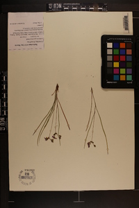 Cuthbertia graminea image