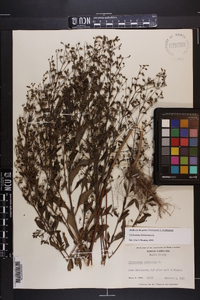 Trichostema dichotomum image