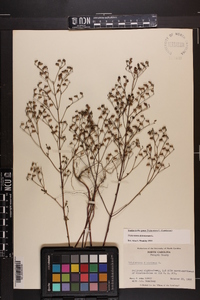 Trichostema dichotomum image