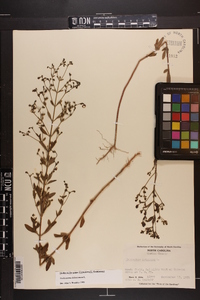 Trichostema dichotomum image