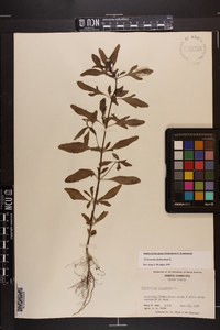 Trichostema dichotomum image