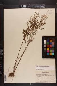 Trichostema dichotomum image