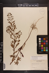 Trichostema dichotomum image