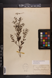 Trichostema dichotomum image