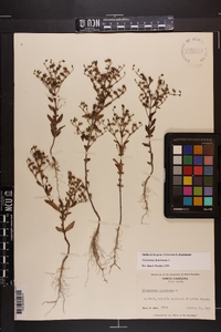 Trichostema dichotomum image