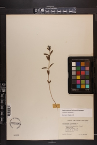 Trichostema dichotomum image