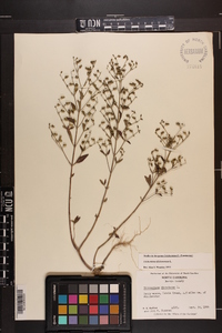 Trichostema dichotomum image