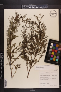 Trichostema dichotomum image