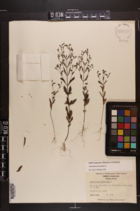 Trichostema dichotomum image