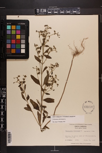 Trichostema dichotomum image