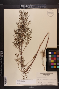 Trichostema dichotomum image