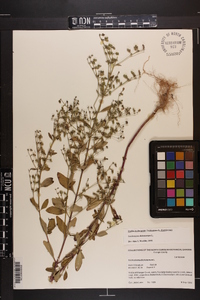 Trichostema dichotomum image