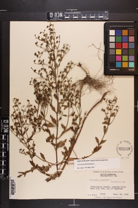 Trichostema dichotomum image