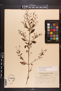 Trichostema dichotomum image