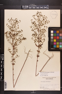 Trichostema dichotomum image