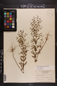 Trichostema dichotomum image