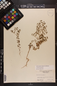 Trichostema dichotomum image