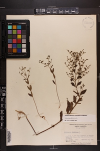 Trichostema dichotomum image