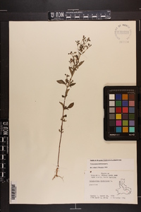 Trichostema dichotomum image