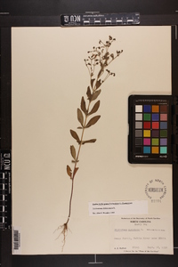 Trichostema dichotomum image