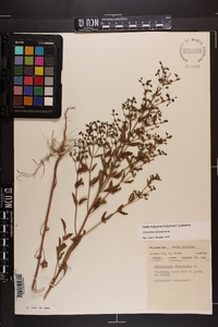 Trichostema dichotomum image