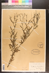 Parthenium hysterophorus image