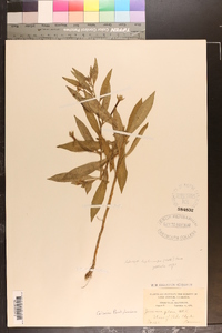 Ludwigia leptocarpa image