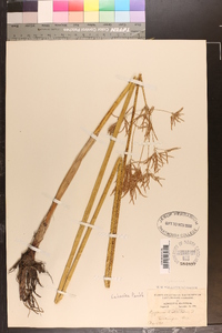 Cyperus articulatus image