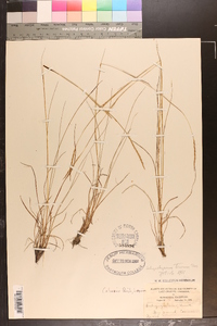 Schizachyrium tenerum image