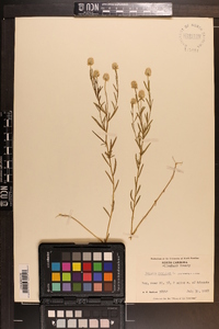 Polygala sanguinea image