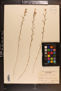 Polygala sanguinea image