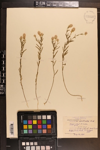 Polygala sanguinea image