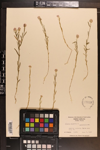 Polygala sanguinea image