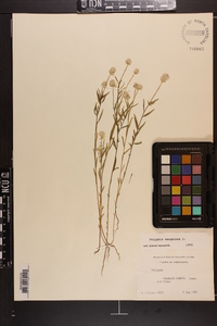 Polygala sanguinea image