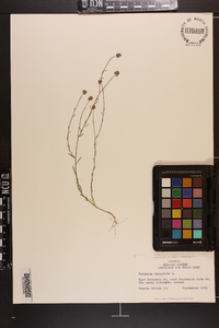 Polygala sanguinea image